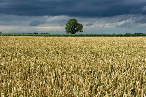 Common Ash (Fraxinus excelsior) behind a wheat field (Triticum L.)