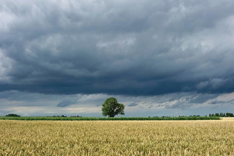 Common Ash (Fraxinus excelsior) behind a wheat field (Triticum L.) with dark storm clouds