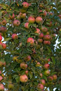 Unsprayed red apples with worms in an apple tree