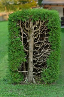 Thujas or arborvitae (Thuja) trimmed rectangular hedge