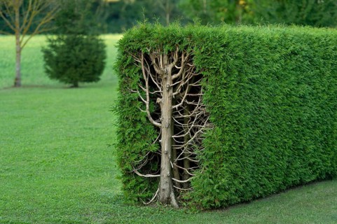 Thujas or arborvitae (Thuja) trimmed rectangular hedge