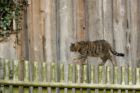Domestic cat (Felis silvestris catus)