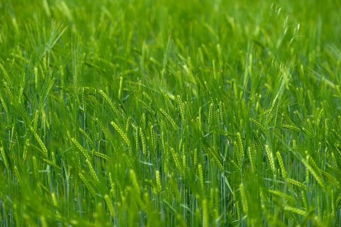 Grainfield with immature ears of Barley (Hordeum vulgare)