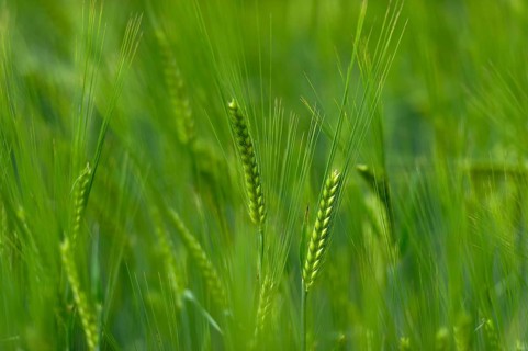 Grainfield with immature ears of Barley (Hordeum vulgare)