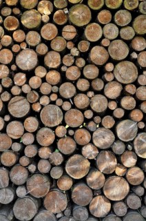 Stack of firewood