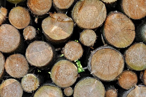 Stack of firewood