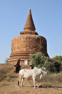 Ox in front of a stupa in the Pagoda Field of Bagan