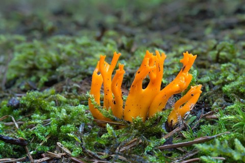 Yellow Stagshorn (Calocera viscosum)