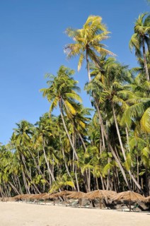 Palm trees and parasols on the beach