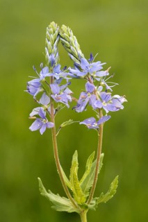 Austrian Speedwell or Saw-leaved Speedwell (Veronica austriaca)