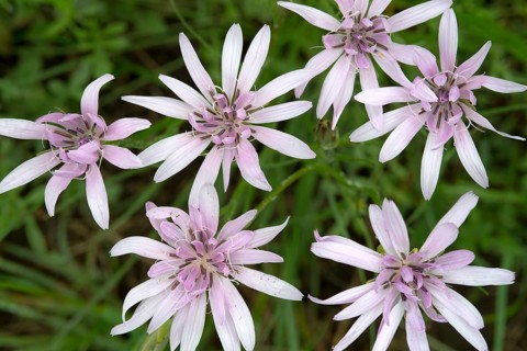 Purple Salsify (Scorzonera purpurea)