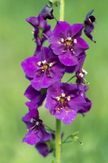 Purple Mullein (Verbascum phoeniceum)