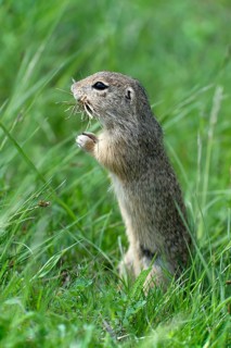 European Ground Squirrel or European Souslik (Citellus citellus)