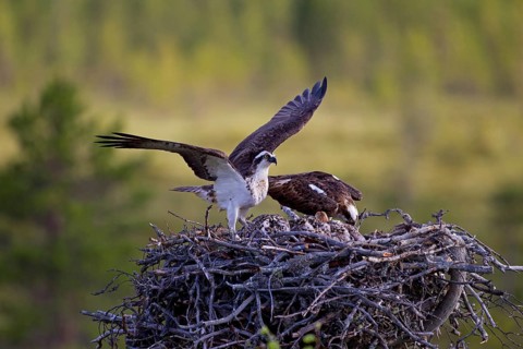 Osprey or Sea Hawk (Pandion haliaetus)