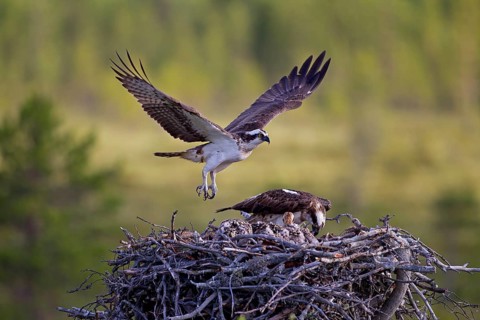 Osprey or Sea Hawk (Pandion haliaetus)