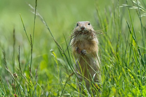 European Ground Squirrel or European Souslik (Citellus citellus)