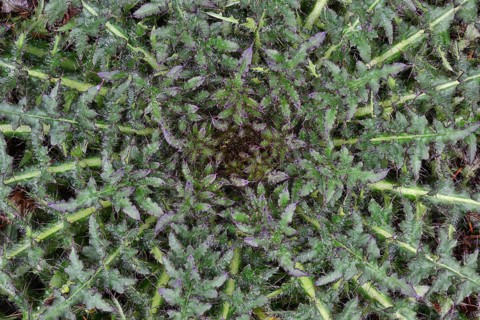 Stemless Carline Thistle or Dwarf Carline Thistle (Carlina acaulis)