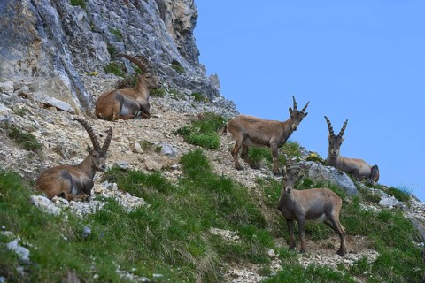 Alpine ibexes or Steinbocks (Capra ibex)