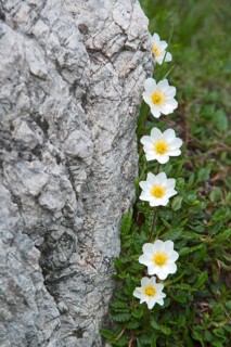 Mountain Avens and White Dryas (Dryas octopetala)