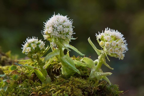White Butterbur (Petasites albus)