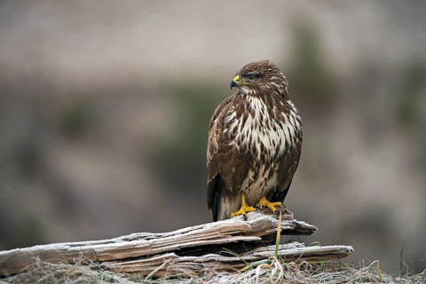 Common Buzzard (Buteo buteo)