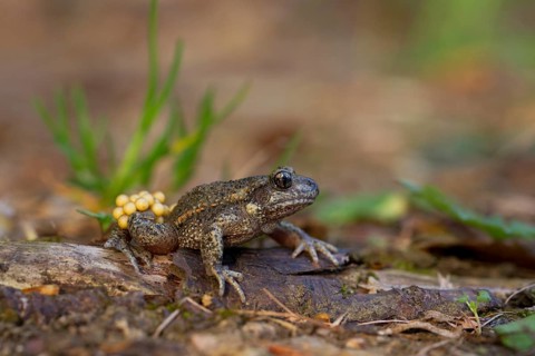Common Midwife Toad (Alytes obstetricans)