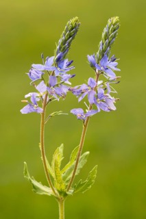 Austrian Speedwell or Saw-leaved Speedwell (Veronica austriaca)