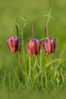 Snake's Head Fritillary or Checkered Lily (Fritillaria meleagris)