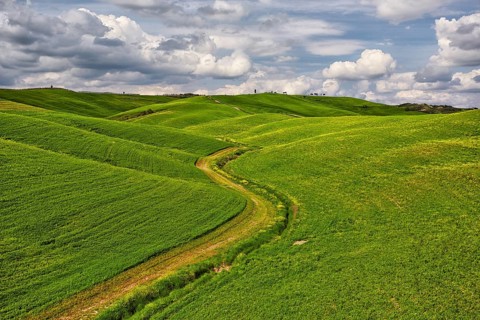 Hilly fields in the Crete Senesi region