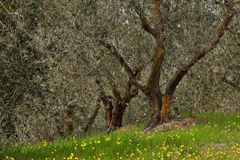 Olive trees (Olea europaea)