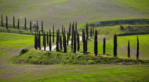 Cypress-lined road