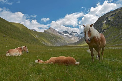 Tyrolean Haflinger horses