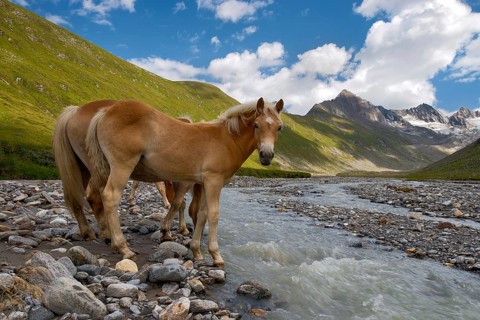 Tyrolean Haflinger horses