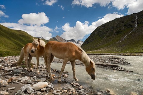 Tyrolean Haflinger horses