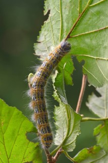 Buff-tip (Phalera bucephala)