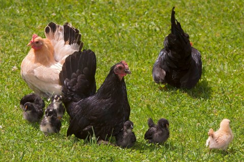 Japanese Bantam or Chabo chickens