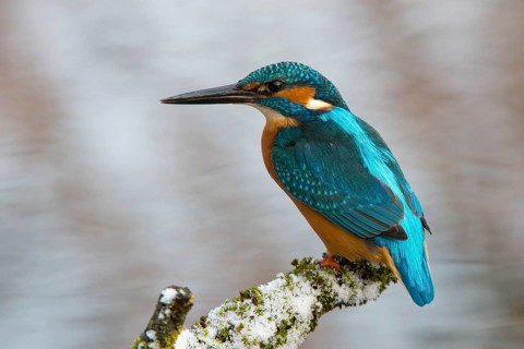 Kingfisher (Alcedo atthis)