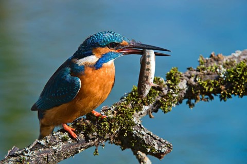 Kingfisher (Alcedo atthis)