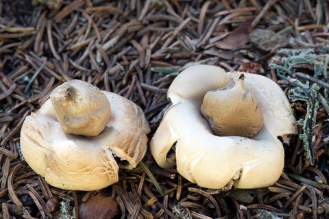 Fringed Earthstar or the Sessile Earthstar (Geastrum fimbriatum)