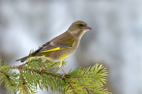 Greenfinch or European Greenfinch (Chloris chloris)