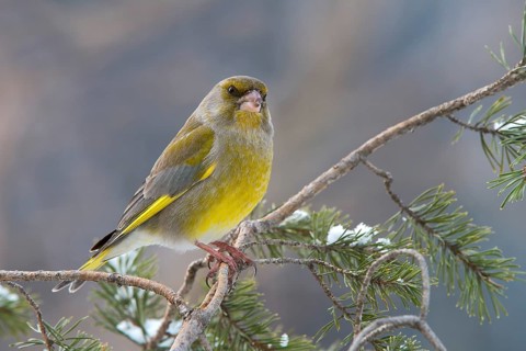 Greenfinch or European Greenfinch (Chloris chloris)