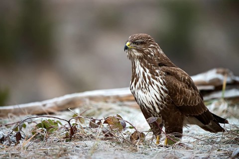 Common Buzzard (Buteo buteo)