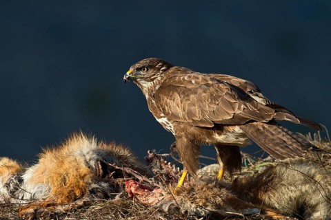 Common Buzzard (Buteo buteo)