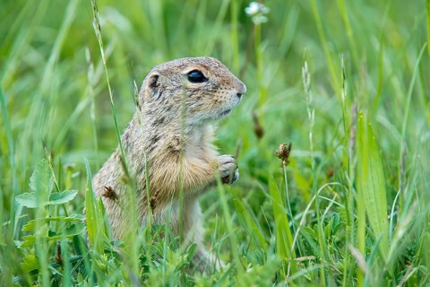 European Ground Squirrel or European Souslik (Citellus citellus)
