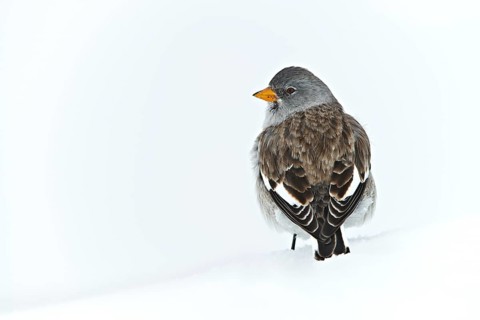 White-winged Snowfinch or Snowfinch (Montifringilla nivalis)