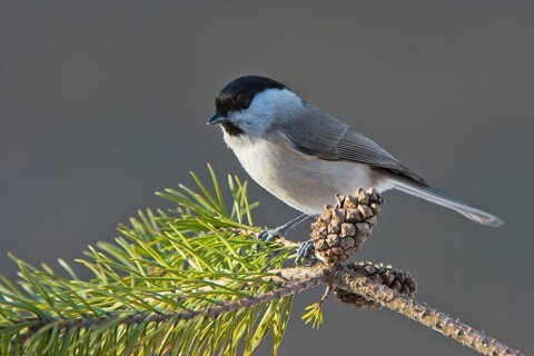 Marsh Tit (Parus palustris)