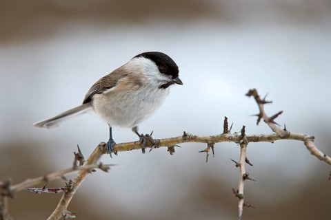 Marsh Tit (Parus palustris)