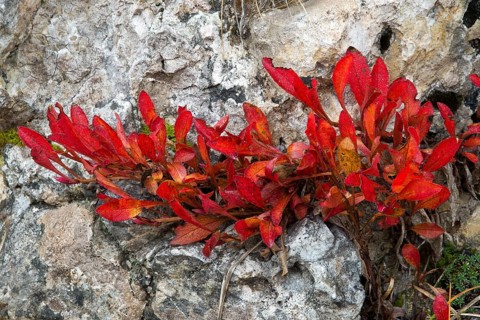Alpine Bearberry (Arctostaphylos alpina)
