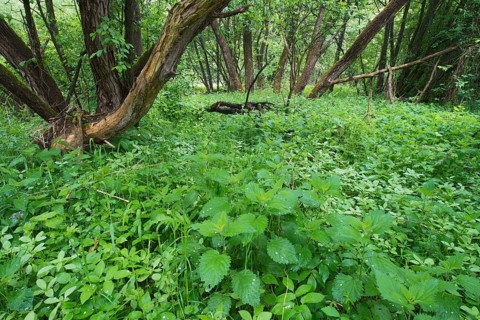 Floodplain forest of the Lafnitz river