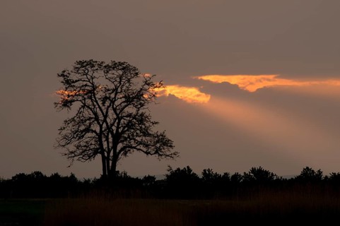 Silhouette of a tree at sunset